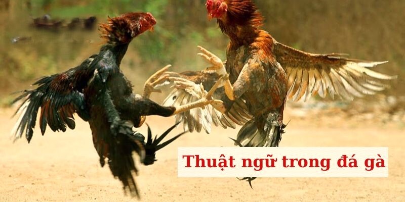 Thuật ngữ trong đá gà khi chiến đấu