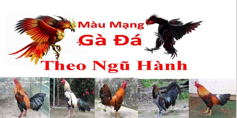 Trong ngũ hành màu sắc của gà đá có mối liên hệ chặt chẽ với các nguyên tố tự nhiên